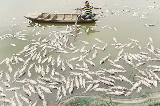 南太子湖10多万斤鱼死亡 与污水处理厂溢水有