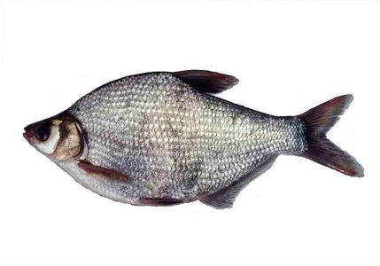 新中国命名的首个鱼种 60岁武昌鱼已培育至第