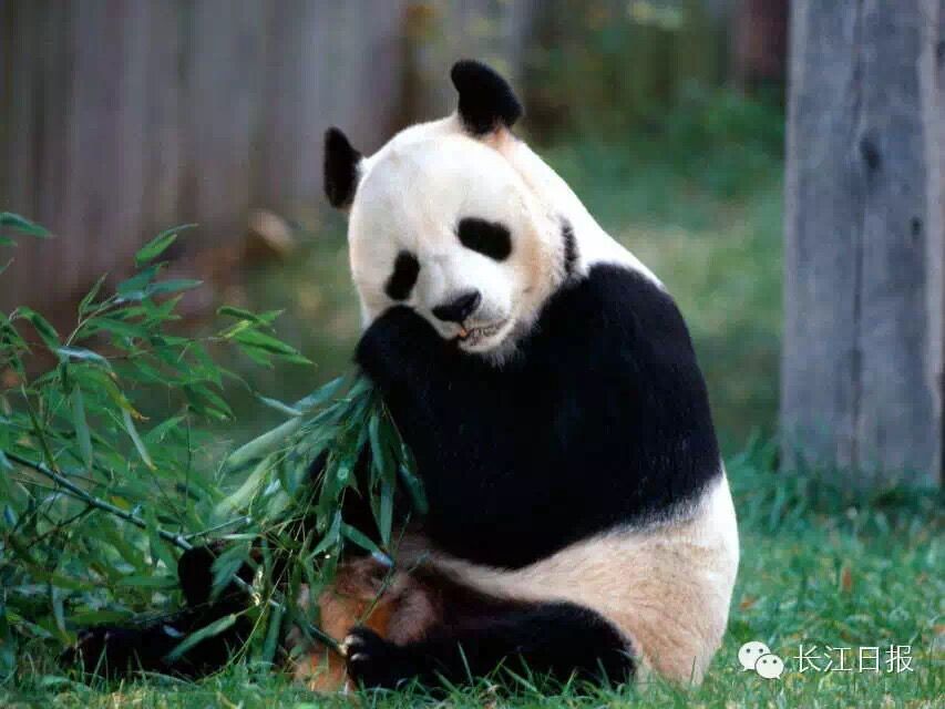湖北曾有大量大熊猫出没!现在为啥没了呢?吊角楼将成新家