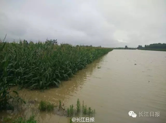 形势紧急！武汉蔡甸今晚有大转移，新洲加紧合龙溃堤，江夏暂缓泄洪 武汉 新闻中心 长江网 Cjn Cn