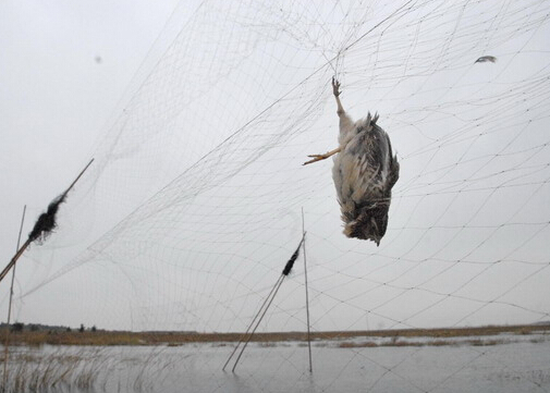 志愿者冒雨拆除12张捕鸟网 1只斑鸠幸存,40只鸟死亡