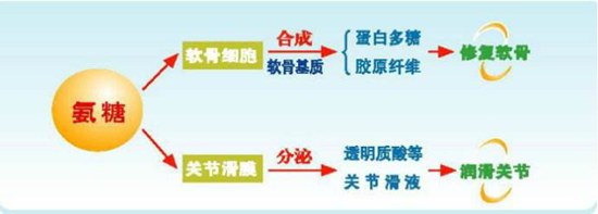 自行服用氨糖可治疗骨病?专家提醒不能"岔着吃"