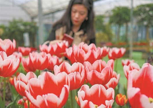 武汉春节鲜花不断档 郁金香映山红相继盛开