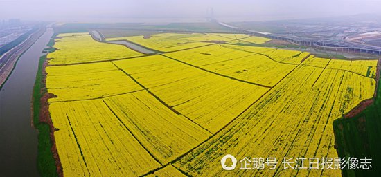 航拍武汉市郊成油菜花海金灿灿一片美不胜收