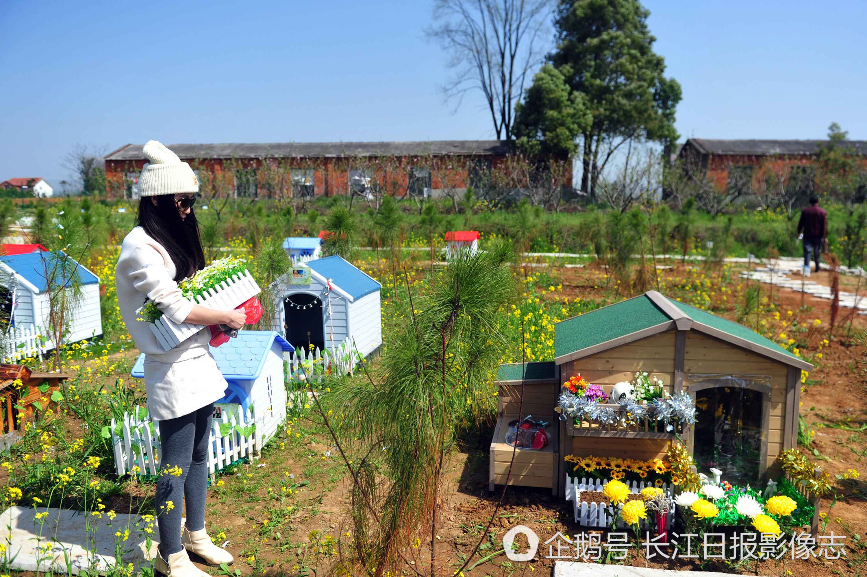 90后女孩和母亲做宠物殡葬师建宠物墓园送爱宠最后一程