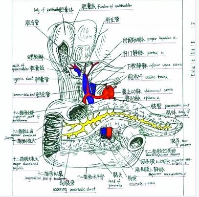 医学女生手绘人体解剖图似印刷品 每个器官画得栩栩如