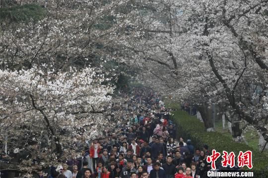 资料图,图为樱花节期间,武汉大学校园内游人如织 张畅 摄