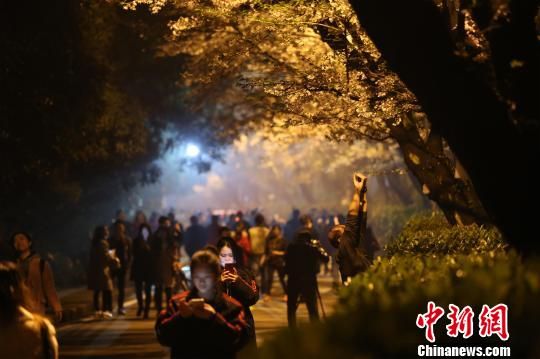 资料图,图为武大校园内,不少游客避开白天高峰,选择错峰观赏夜樱 张畅 摄