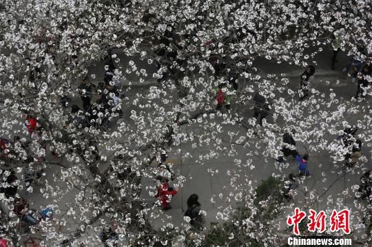 资料图,图为武大校园内,不少游客慕名前来赏樱 张畅 摄