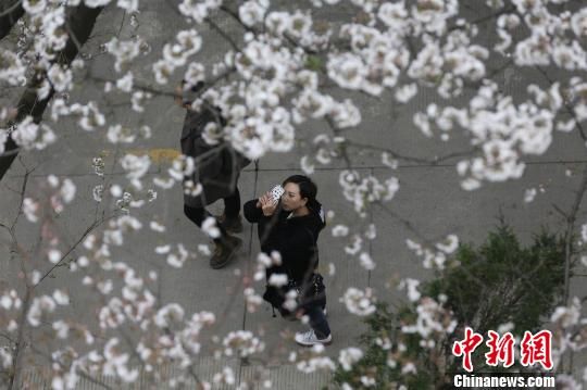 资料图,图为游客在樱花树下拍照 张畅 摄