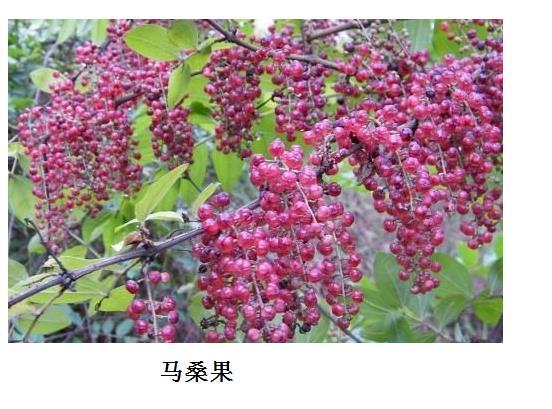 路边的野果你莫采!湖北好几个人吃这种果子中毒了!