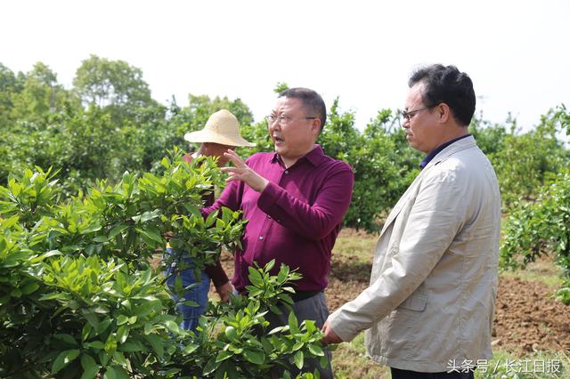 市民下乡能人回乡企业兴乡，武汉创新举措推进脱贫攻坚