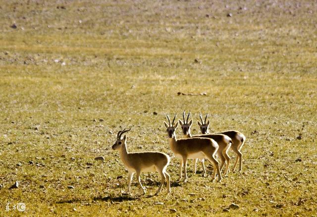 保护得力，藏羚羊、大熊猫、雪豹在我国都不是濒危了