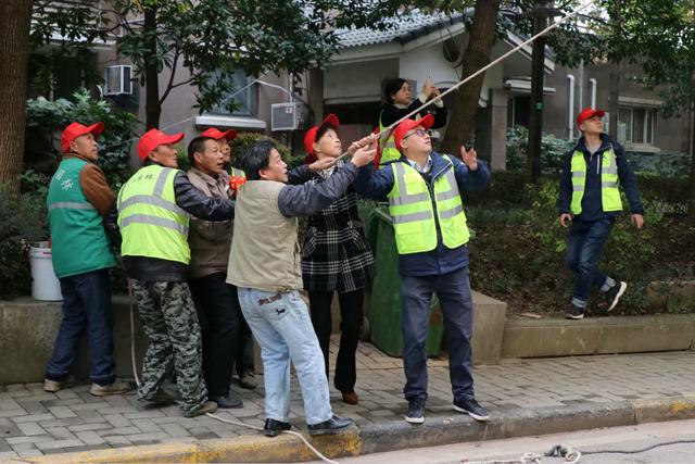 百棵大树遮住住户采光，社区园林城管一起为大树“剃头”