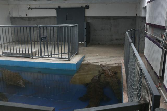 武汉动物园动物这样过冬:犀牛赖床不起,河马爱上桑拿