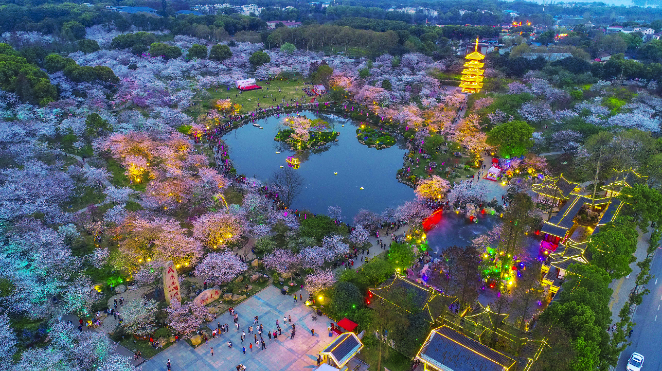 东湖樱花园游客夜景吸引中外游客