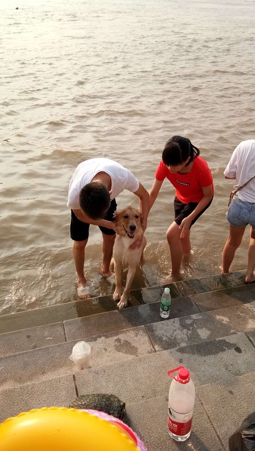 宠物狗长江里蹭凉游泳,游人担心被抓咬