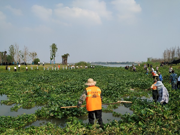 东湖清除500吨水葫芦