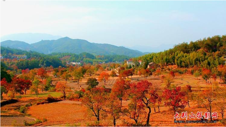 来看大别山罗田红叶帐篷音乐节,可赏红叶看篝火吃吊锅