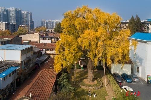 过影凤凰巷有株530岁古银杏树老街坊搬迁前纷纷和这株汉阳树合影