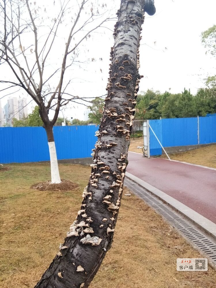 树干上长出扇状小蘑菇能不能吃 专家说可能有毒千万别吃 首页武汉 新闻中心 长江网 Cjn Cn