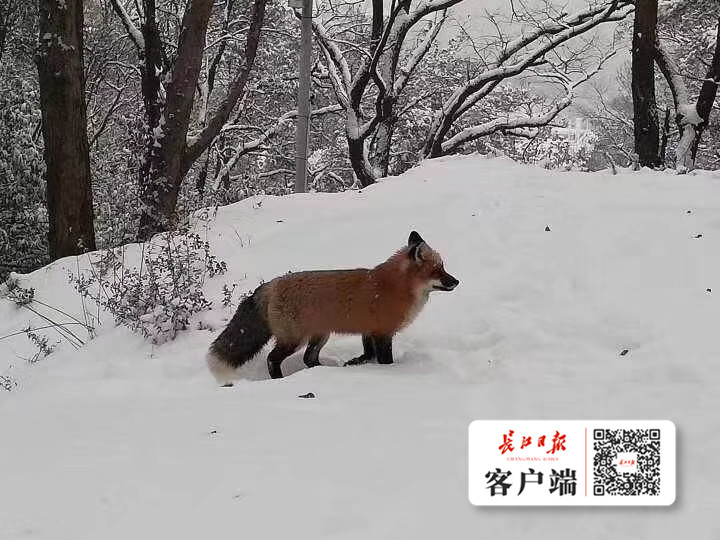 雪山飞狐!武大网红狐狸现身珞珈山