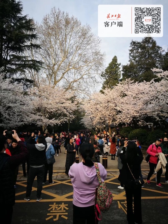 7:30，武汉大学赏樱游客已爆棚