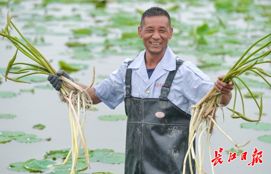 武汉    长江日报融媒体4月27日讯(记者孙珺 张珺)今年的头茬藕带在