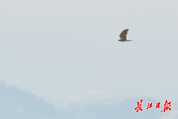 4小时观测到72只，武汉这座山猛禽来了不想走