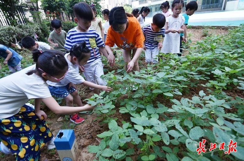 小朋友们在观察植物.记者金思柳 摄