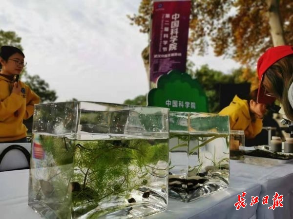 2万余市民走进植物园，科研人员带你认识这些奇趣植物