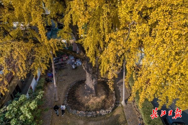 汉阳树最佳观赏期到了丨图集