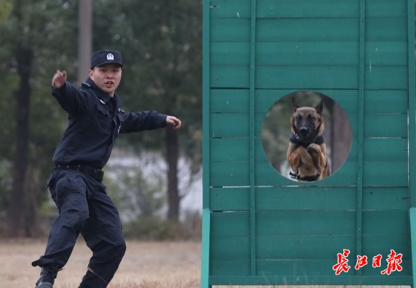 一条口令重复上千遍警犬为春运上岗加紧训练