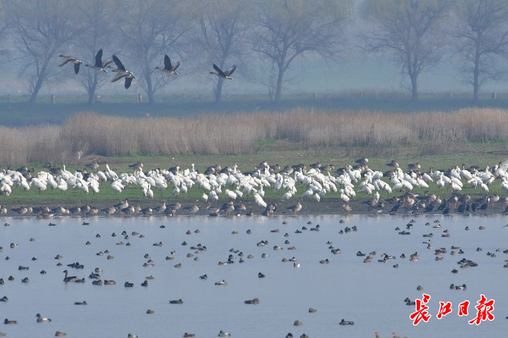 府河观鸟图集