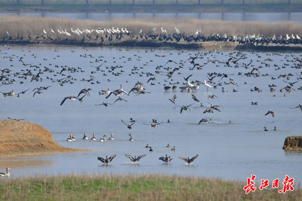 府河观鸟图集