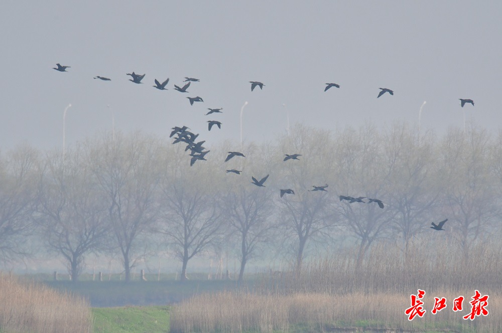 府河观鸟图集