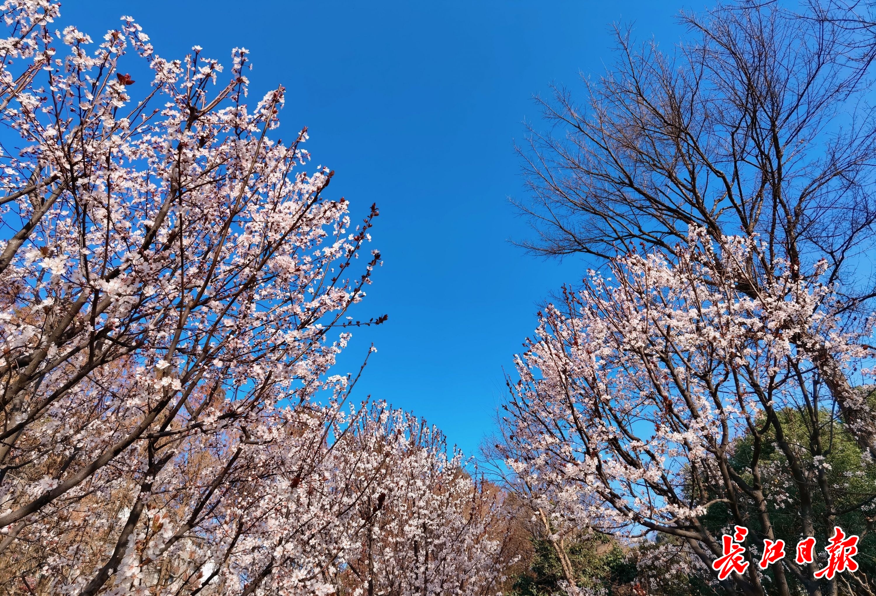 去年云赏春光今年实地看花,这个春天花儿和人儿都很幸福!