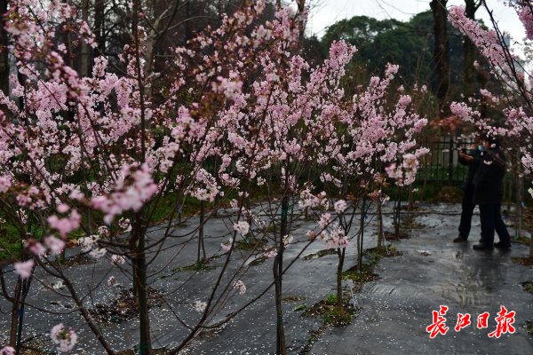 早安武汉｜美翻！这些“从未见过的樱花”，有望绽放武汉街头