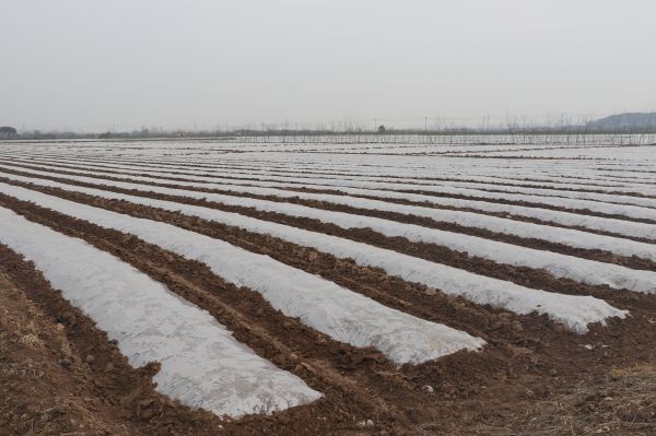备足种子化肥、抓好田间管理，今年武汉春播面积比上年增加1.77万亩