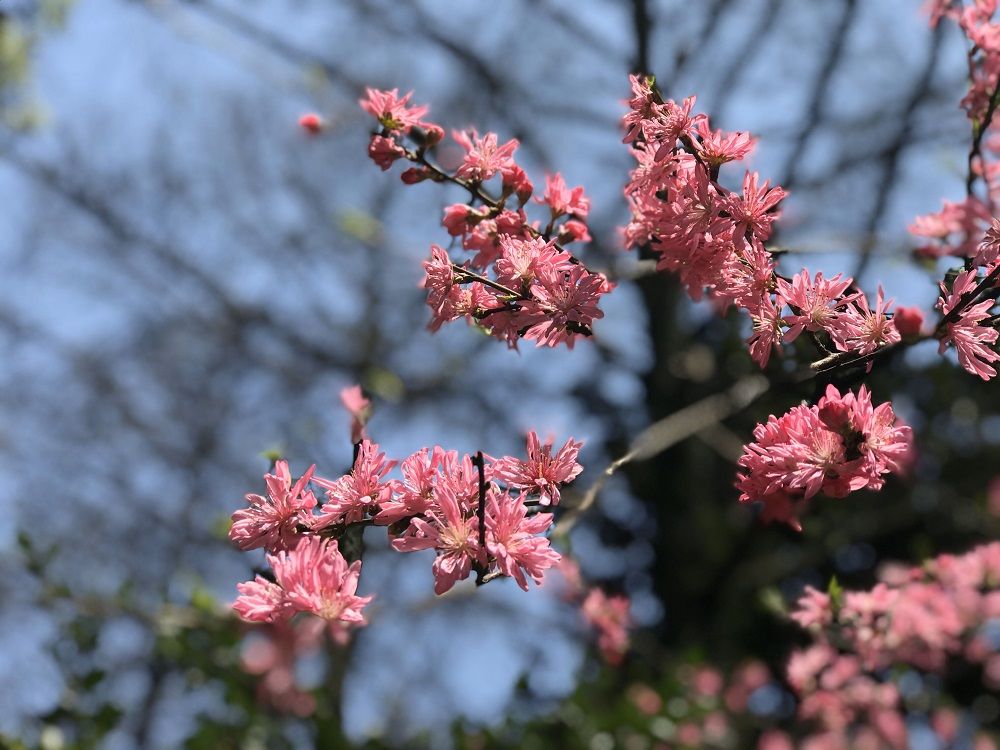 一园揽尽春日花，武汉植物园新春百花节启幕