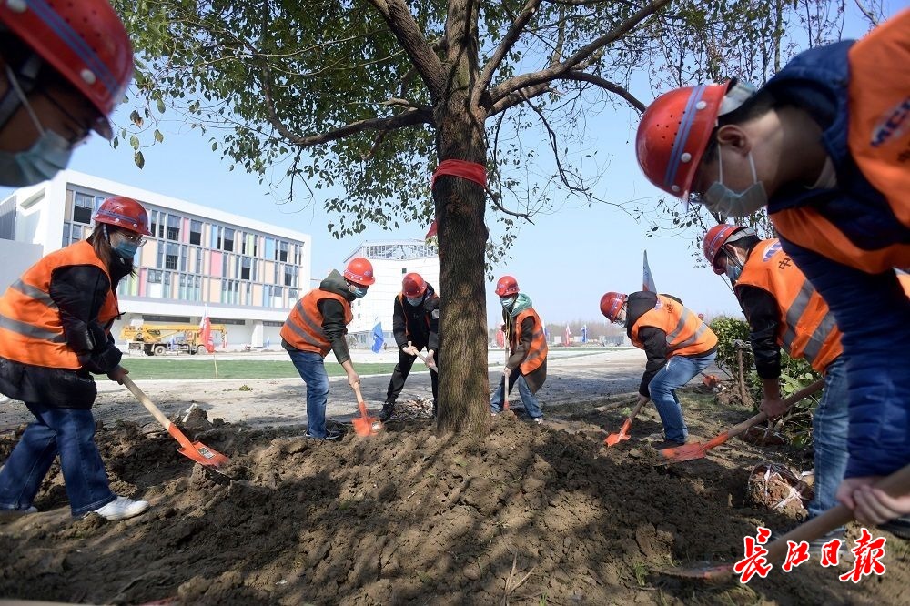 “长江新区第一校”计划9月开学，今天校园里种下一棵棵树