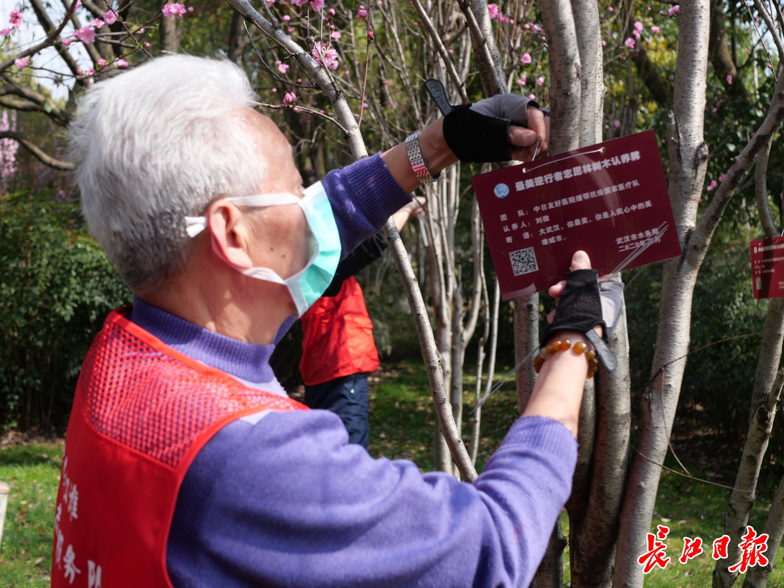他们认养下江滩100棵桃树，接力传递援汉医护者的志愿精神