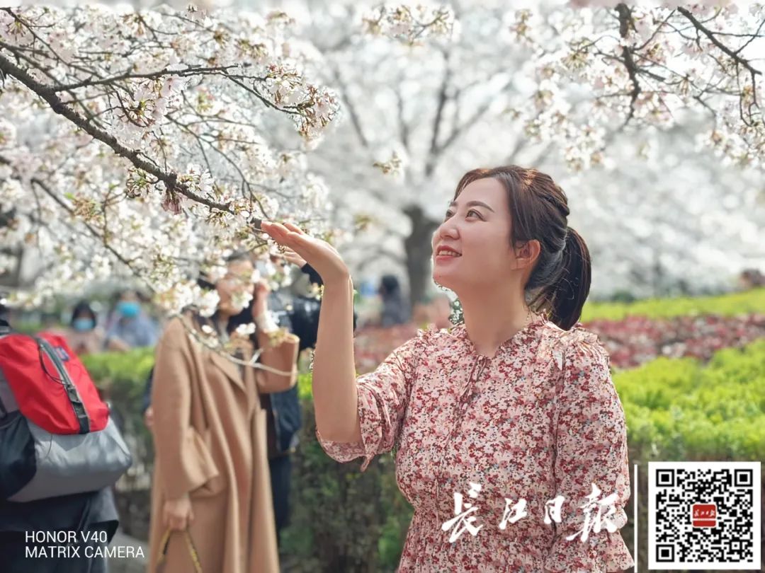 刚刚，武汉这场樱花之约冲上热搜！