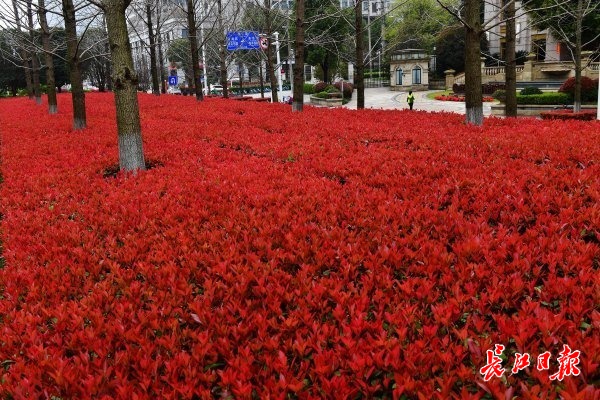 红叶石楠， 红“变”街头 | 图集
