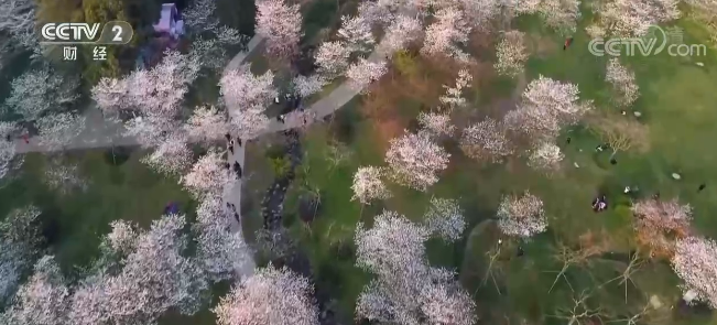 湖北武汉：灯光秀点亮樱花季 两江四岸花影流光