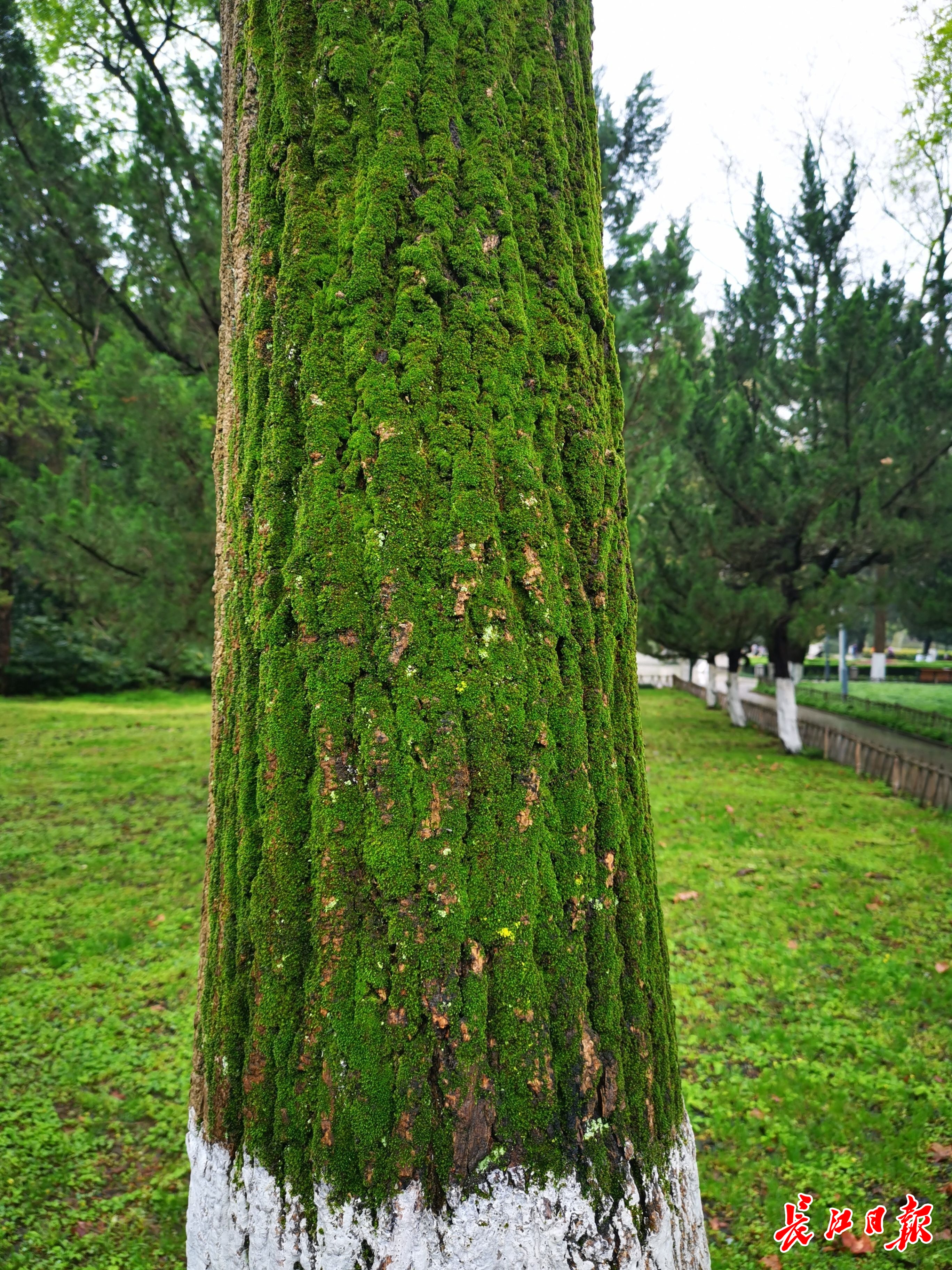 雨后这些大树树干穿上了“绿衣”，园林专家来揭秘