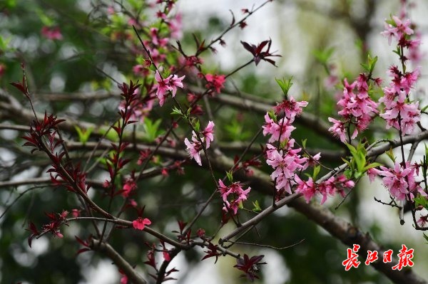 一树两色花——这枝粉花绿叶，那枝红花紫叶 | 行摄武汉