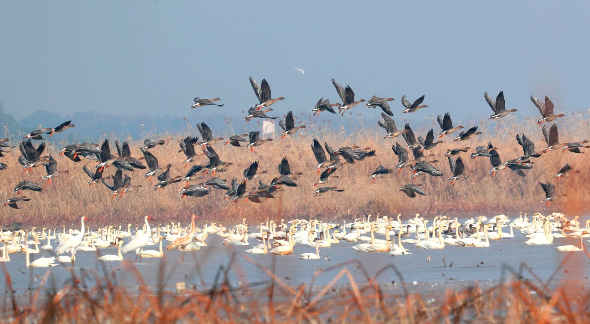 8年前村民要赶鸟，如今村民邀请亲友来“看天鹅”，这里有一片宝藏湿地