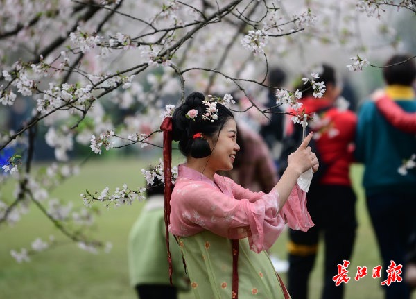 东湖樱园游客人数创记录，武汉大学成国内看花“人气王” ……武汉跑出文旅高质量发展“加速度”