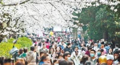 樱花季成全国旅游热门目的地 武汉文旅2021开门红